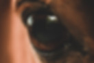 68ED9367-2E0F-420D-B9BF-F07D9EEB5241.jpeg