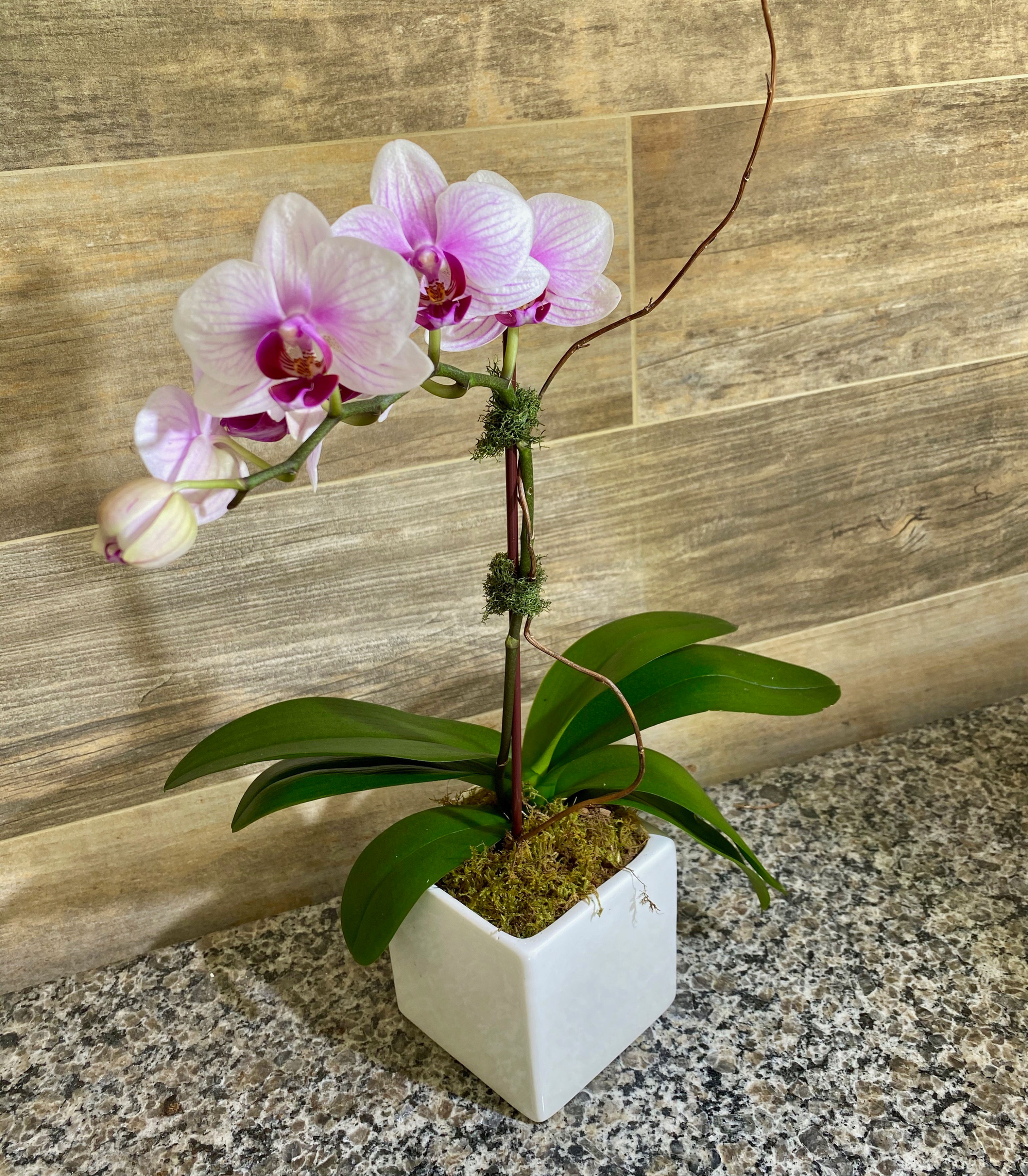 Johnny Mango's Window Sill Planter - Orchid