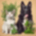 Ayurvedic Pet care