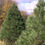 Thumbnail: Eastern White Pine (Pinus strobus)