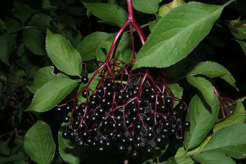 Thumbnail: Elderberry, American Black (Sambucus canadensis)