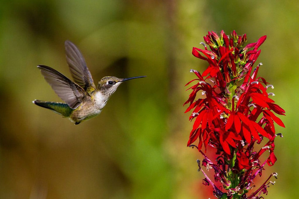 Thumbnail: Hummingbird Kit