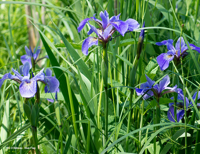 Thumbnail: Blue Flag Iris