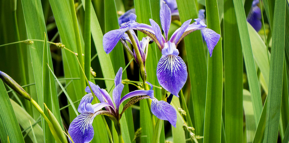 Blue Flag Iris