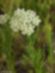 Thumbnail: Pollinator Kit