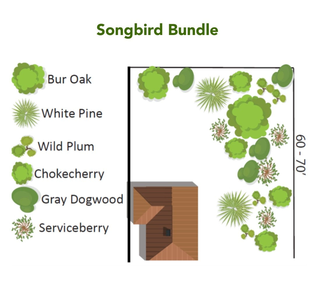 Songbird Bundle (Bundle of 20)