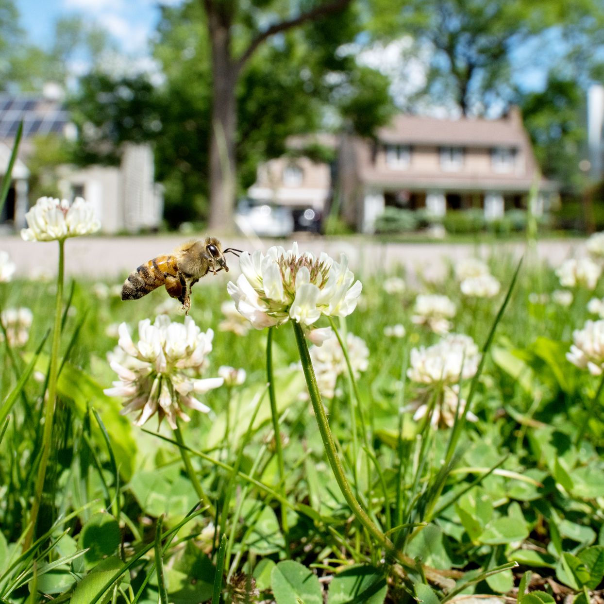 Bee Lawn Mix