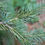 Thumbnail: White Spruce (Picea glauca)