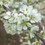 Thumbnail: Plum, Wild (Prunus americana)
