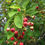 Thumbnail: Serviceberry (Amelanchier alnifolia)