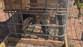 Our Egyptian Fayoumi Chickens