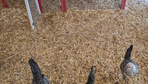 Our Egyptian Chickens