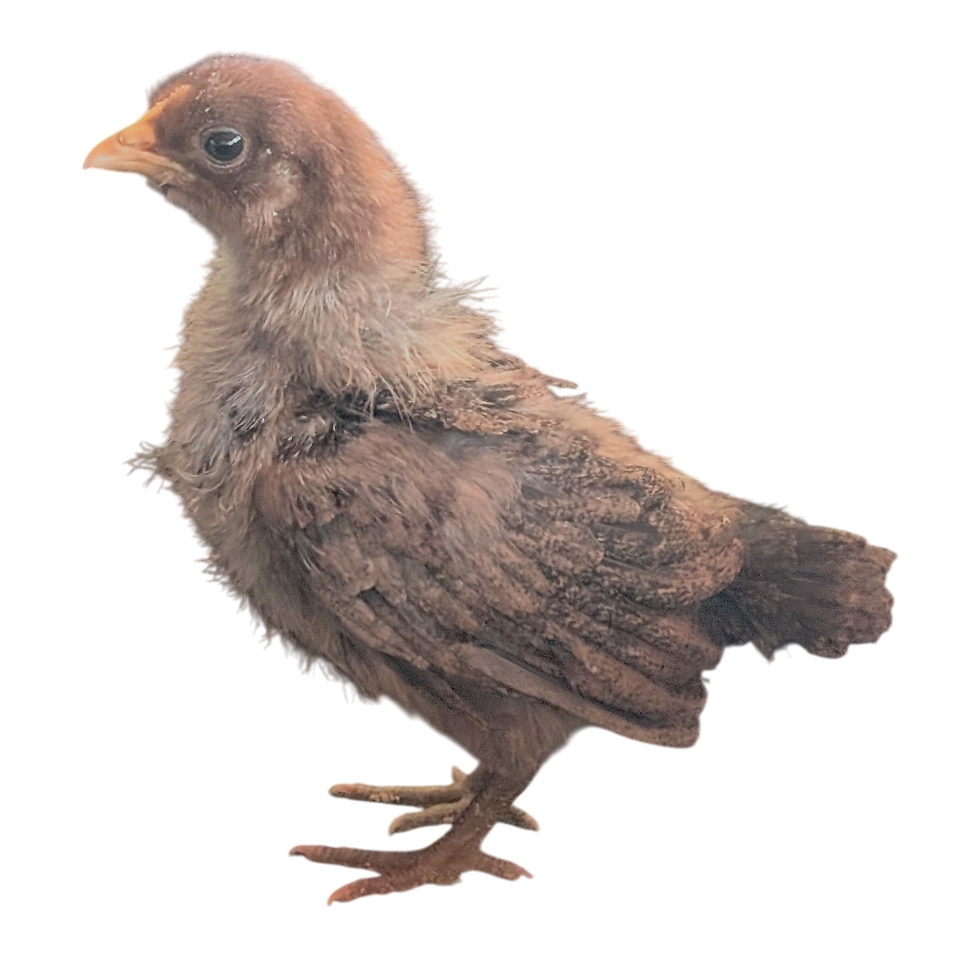 Our newly hatched chick!