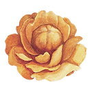 黄色の花