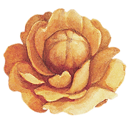 Flor amarilla