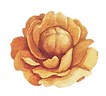 Flor amarilla