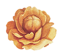 Yellow Flower