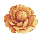 Gele bloem