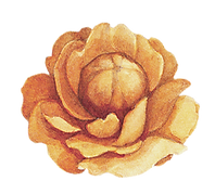 Yellow Flower