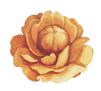 Golden Rose Illustration