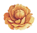 Flor amarilla