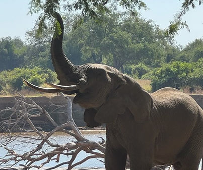 Elephants at the Luangwa River, Chibembe Wildlife Reserve