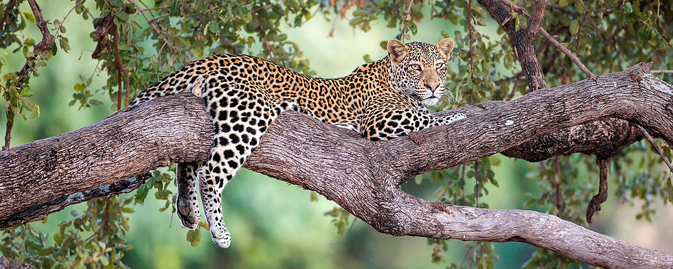 Leopard in a tree in the Nsefu Sector, South Luangwa National Park