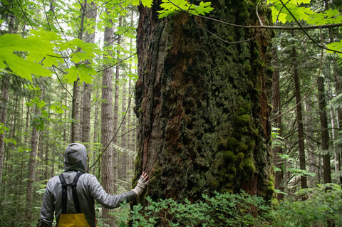 "Victory for Conservation: State Budget Secures Critical Funding to Protect Elwha Watershed"