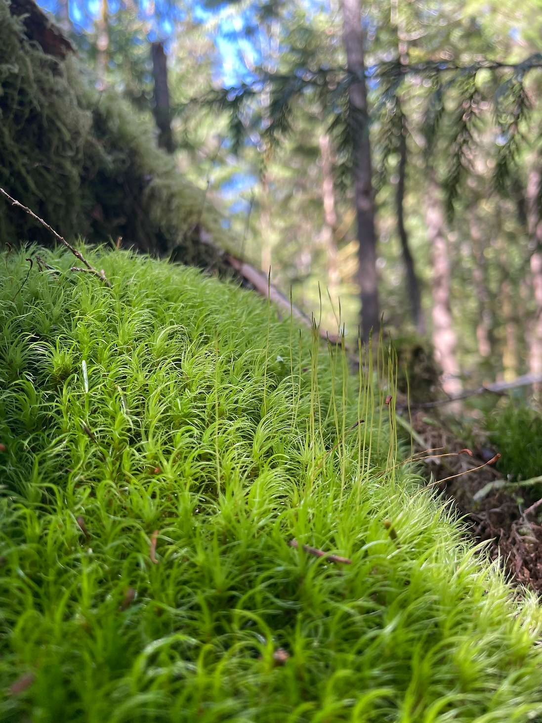 Copy of IMG_7528.HEIC