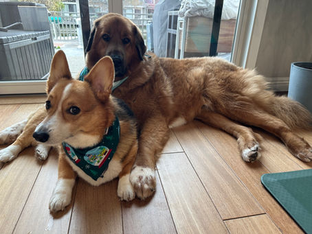 Clifford and Jude chilling out together