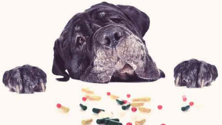 Dog not looking too good with meds in front of him