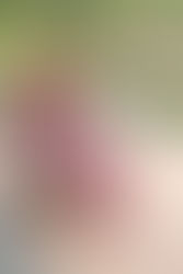 2026春夏商品のご案内 - vol.4