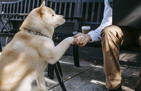 Dog Interaction.jpg