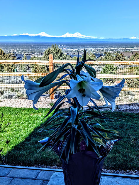 Easter Lily