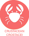 crostacei.png