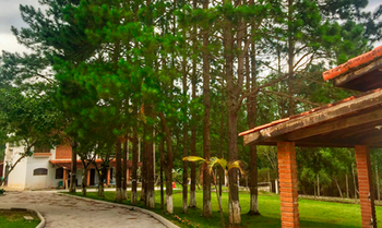 Bosque