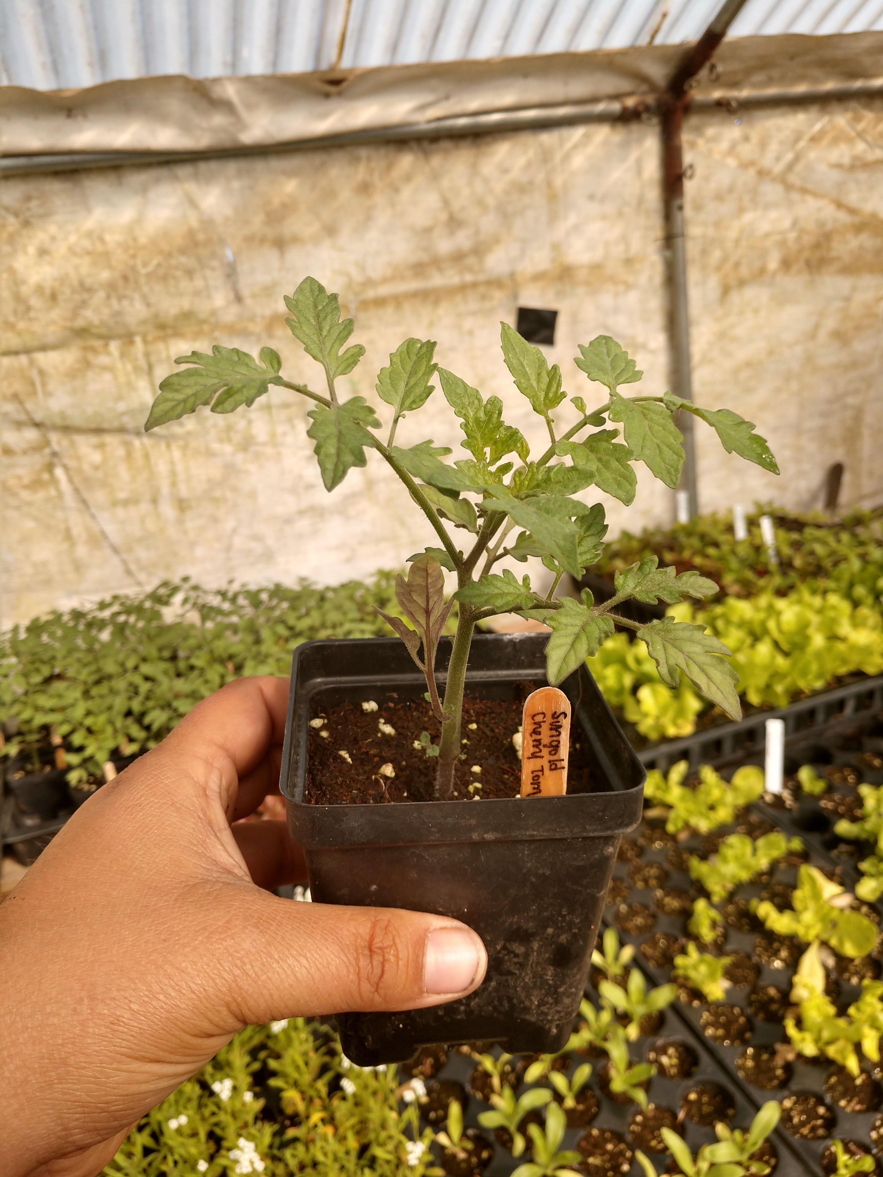 Sun Gold Cherry Tomato Plant