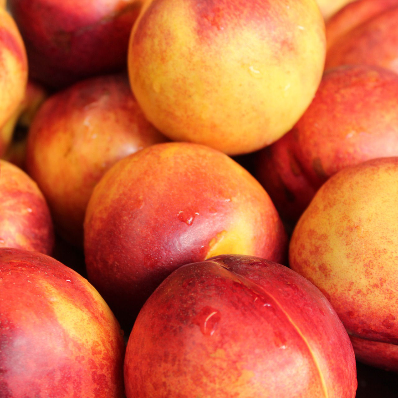 Nectarines, Briermere Farms