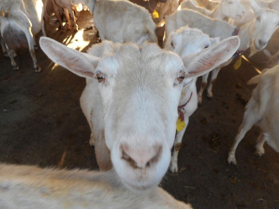 Class: Sheep & Goat Milk Cheese