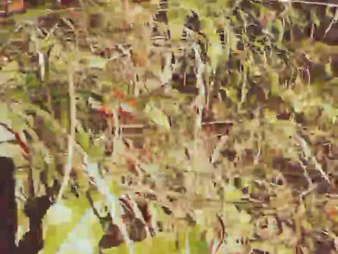 Les feuilles tombent