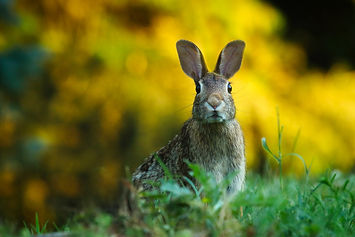Sitzender Hase by pexels/pixabay