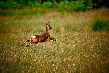 Reh auf der Fluht auf der Wiese by pexels/Dariusz Grosa