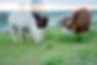 alpacasinfield5.jpg
