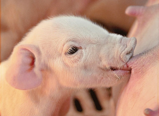 Alimento concentrado cerdo lactancia