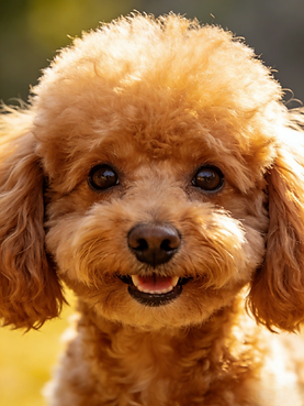 Ours memories Poodle.png