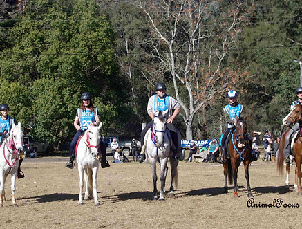 Best Managed Called up horses 2018.jpg