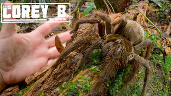 This Spider Is The Size Of A Small Dog!! [PICTURE]