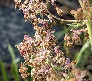 Veiny Meadow-rue