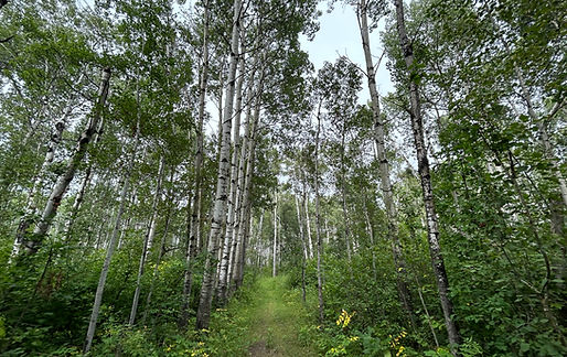 Muskoka-based consulting services for personal and professional transformation