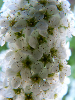 flowers.JPG